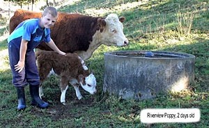 Miniature hereford 2 days old